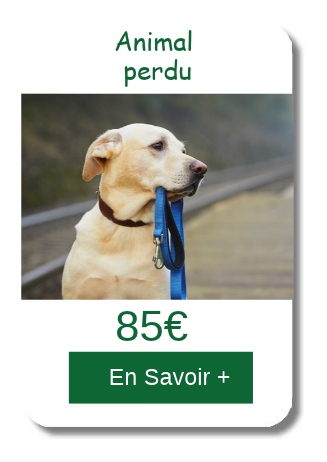 Al perdu